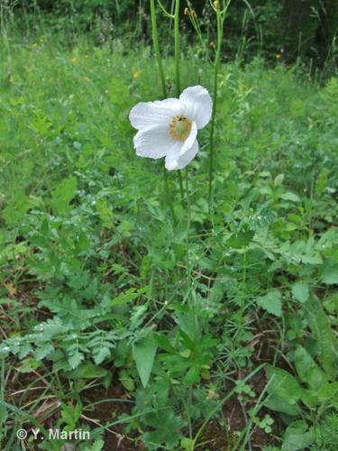 <i>Anemone sylvestris</i> L., 1753 © 