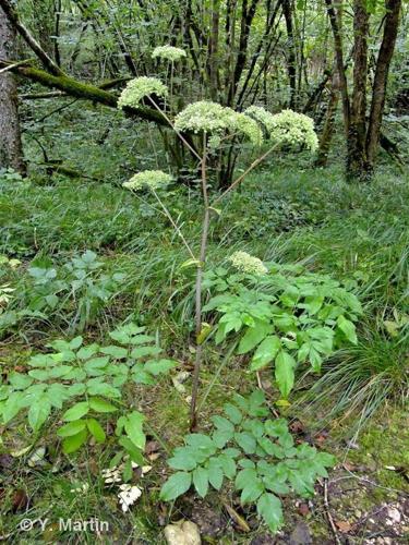 <i>Angelica sylvestris</i> L., 1753 © 