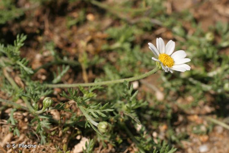 <i>Anthemis arvensis</i> L., 1753 © S. Filoche