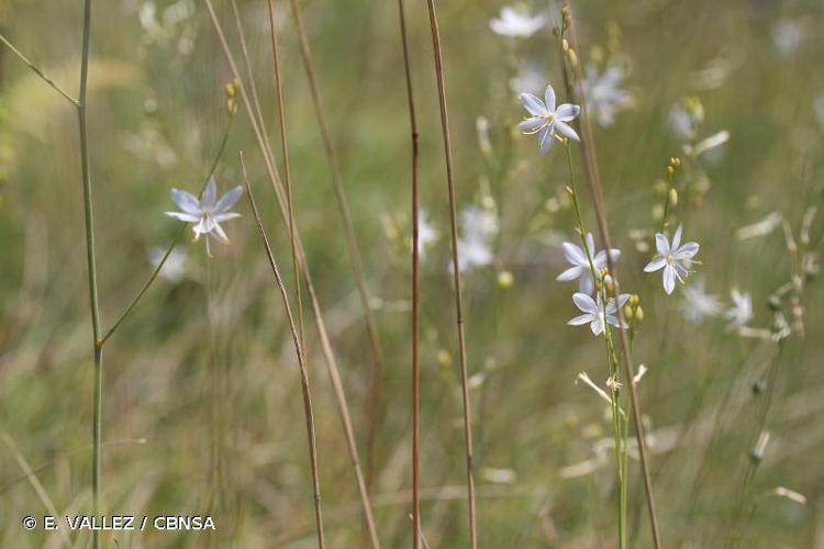 <i>Anthericum ramosum</i> L., 1753 © E. VALLEZ / CBNSA