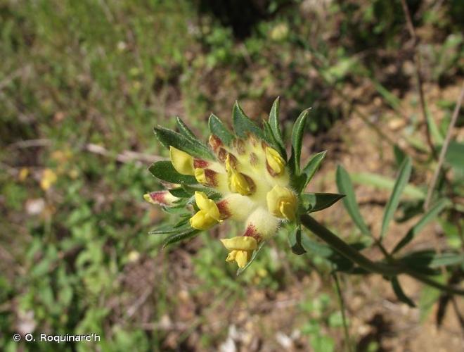 <i>Anthyllis vulneraria</i> L., 1753 © O. Roquinarc'h