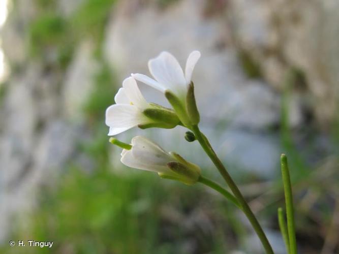 <i>Arabis collina</i> Ten., 1815 © H. Tinguy