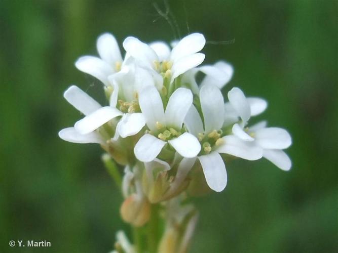 <i>Arabis hirsuta</i> (L.) Scop., 1772 © 