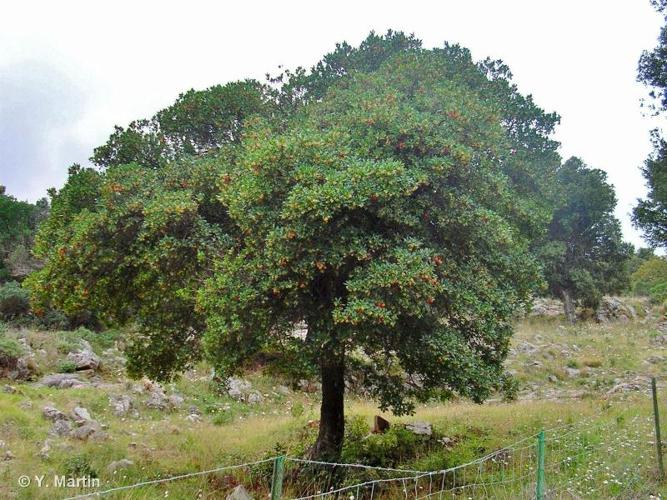 <i>Arbutus unedo</i> L., 1753 © 