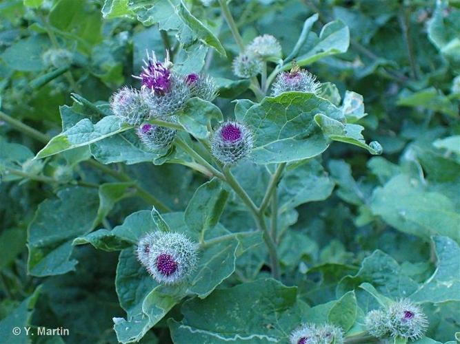 <i>Arctium tomentosum</i> Mill., 1768 © 