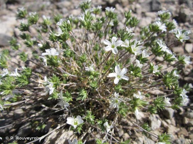 <i>Arenaria aggregata</i> (L.) Loisel., 1827 © P. Rouveyrol