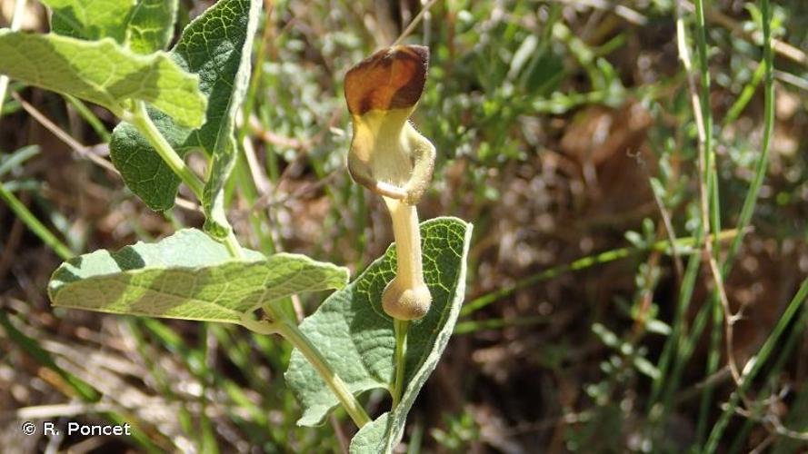 <i>Aristolochia pistolochia</i> L., 1763 © R. Poncet