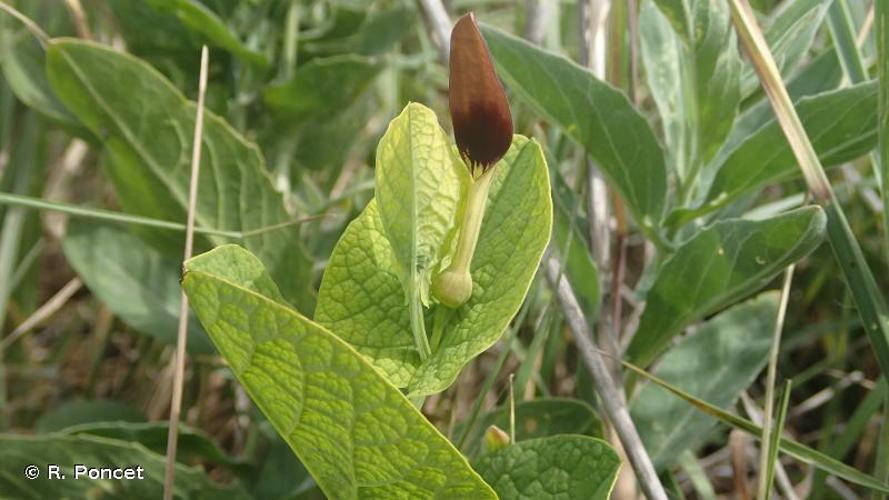 <i>Aristolochia rotunda</i> L., 1753 © R. Poncet