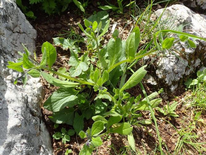 <i>Asperugo procumbens</i> L., 1753 © H. TINGUY