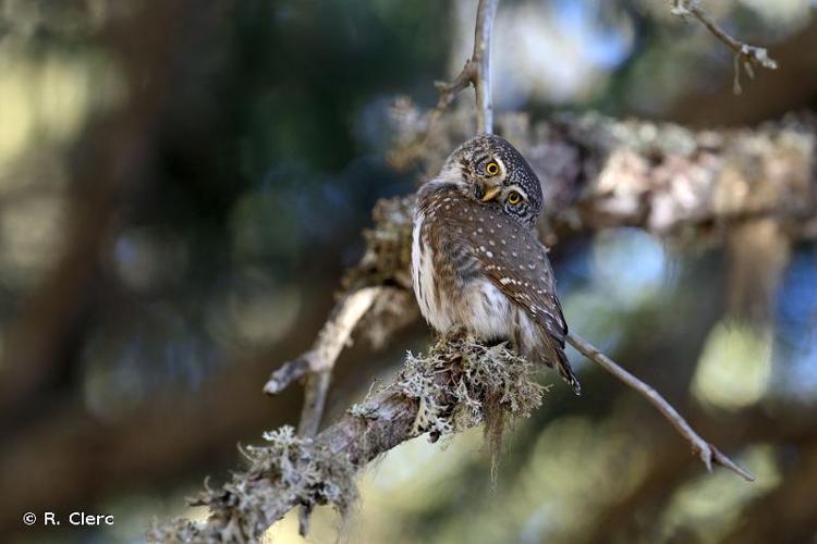 <i>Glaucidium passerinum</i> (Linnaeus, 1758) © R. Clerc