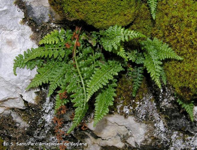 <i>Asplenium fontanum</i> (L.) Bernh., 1799 © S. Sant/Parc Amazonien de Guyane