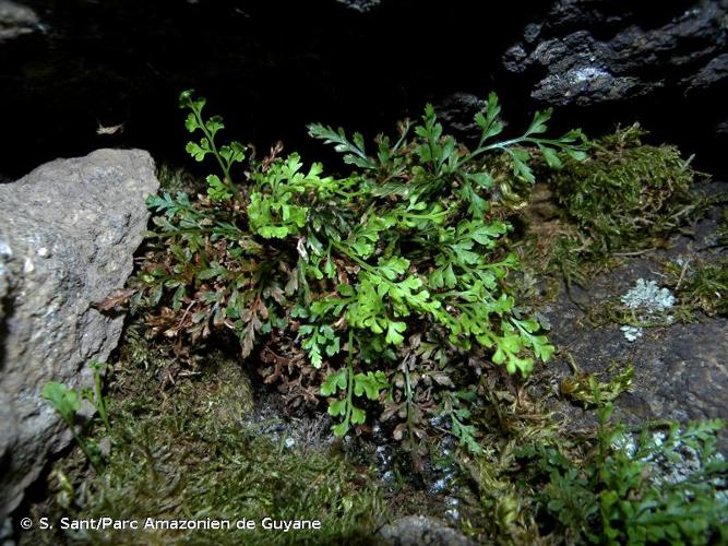 <i>Asplenium </i>x<i> costei</i> Litard., 1911 © S. Sant/Parc Amazonien de Guyane