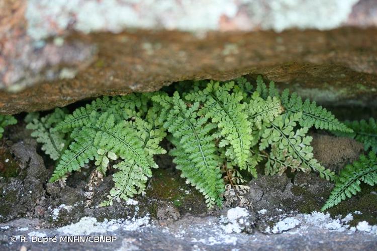 <i>Asplenium </i>x<i> sleepiae</i> Badré & Boudrie, 1981 © R. Dupré MNHN/CBNBP