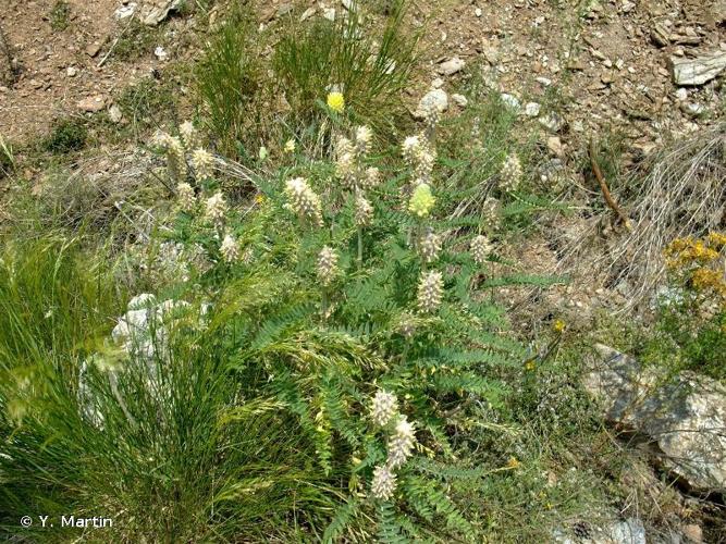 <i>Astragalus alopecurus</i> Pall., 1800 © Y. Martin