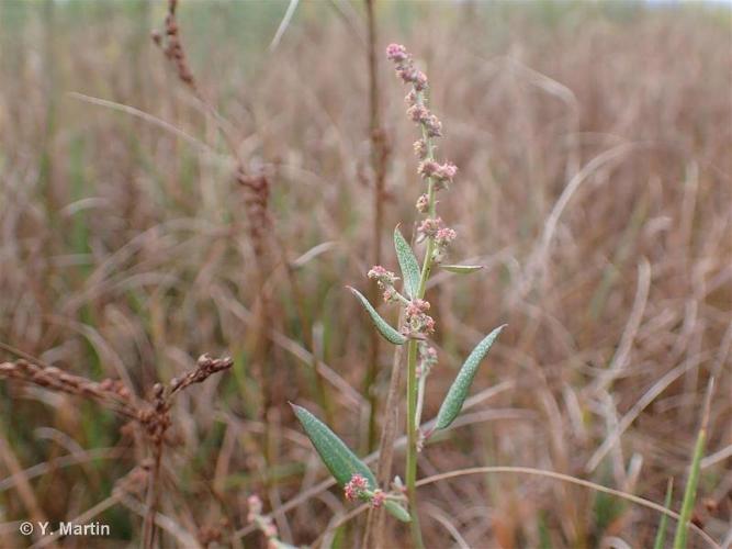 <i>Atriplex prostrata</i> Boucher ex DC., 1805 © 