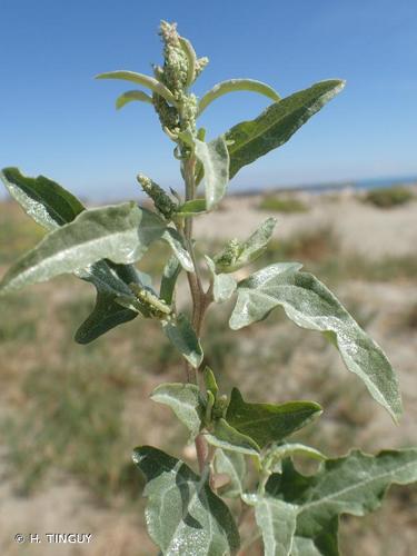 <i>Atriplex tatarica</i> L., 1753 © H. TINGUY