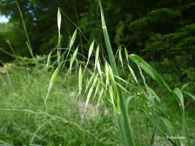 <i>Avena sativa</i> L., 1753 © P. Gourdain