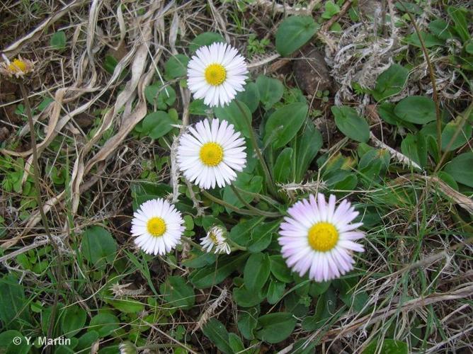 <i>Bellis sylvestris</i> Cirillo, 1792 © 