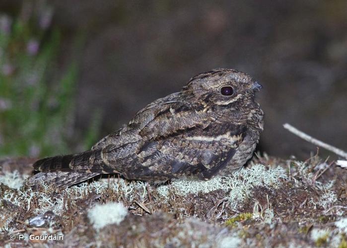 <i>Caprimulgus europaeus</i> Linnaeus, 1758 © P. Gourdain