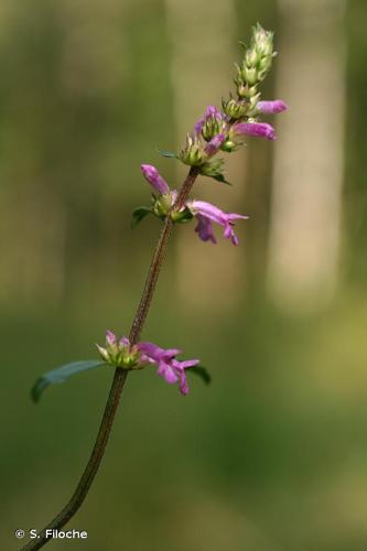 <i>Betonica officinalis</i> L., 1753 © S. Filoche