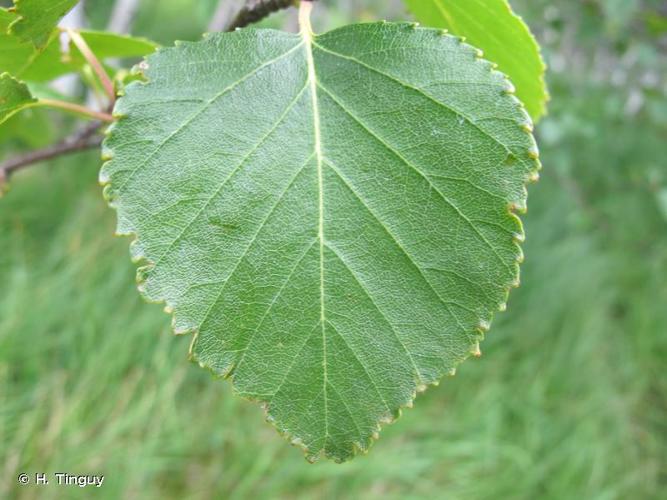 <i>Betula pubescens</i> Ehrh., 1791 © H. Tinguy