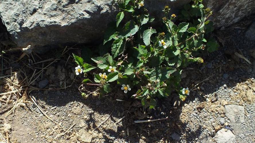 <i>Bidens pilosa</i> L., 1753 © F. Michalke