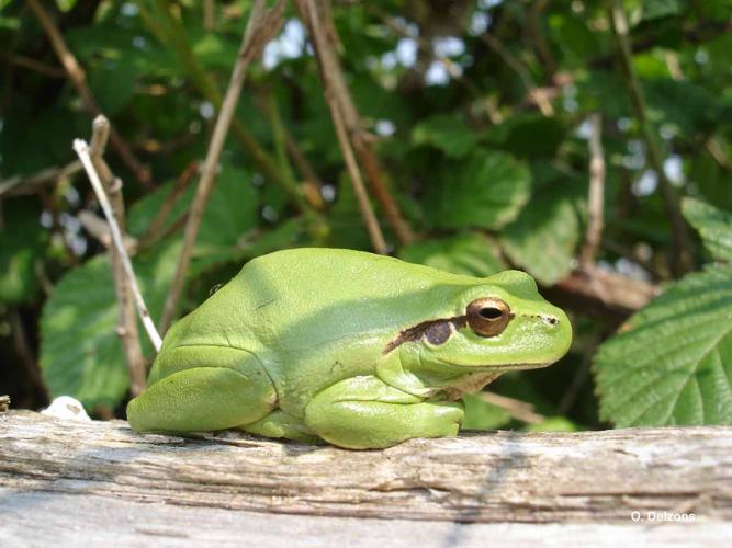 <i>Hyla meridionalis</i> Böttger, 1874 © O. Delzons