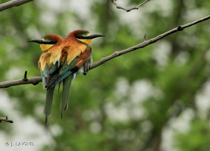 <i>Merops apiaster</i> Linnaeus, 1758 © J. LAIGNEL