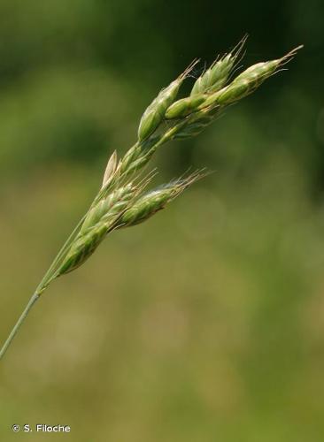 <i>Bromus commutatus</i> Schrad., 1806 © S. Filoche