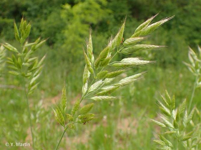 <i>Bromus hordeaceus</i> L., 1753 © 