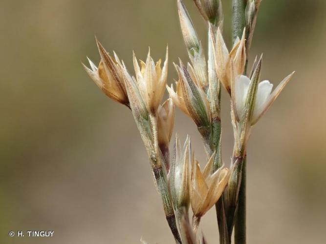 <i>Bufonia paniculata</i> Dubois ex Delarbre, 1800 © H. TINGUY