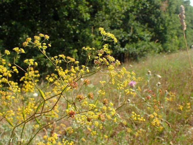 <i>Bupleurum falcatum</i> L., 1753 © 