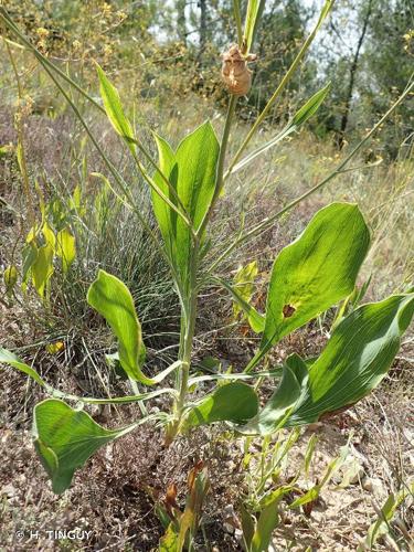 <i>Bupleurum rigidum</i> L., 1753 © H. TINGUY