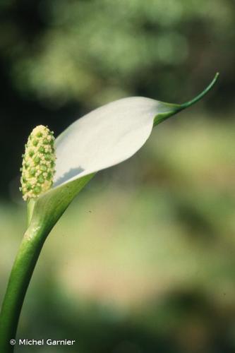 <i>Calla palustris</i> L., 1753 © Michel Garnier