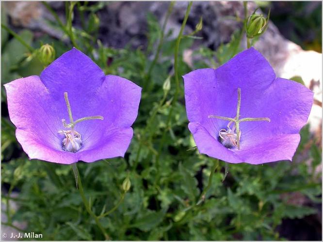 <i>Campanula carpatica</i> Jacq., 1771 © 