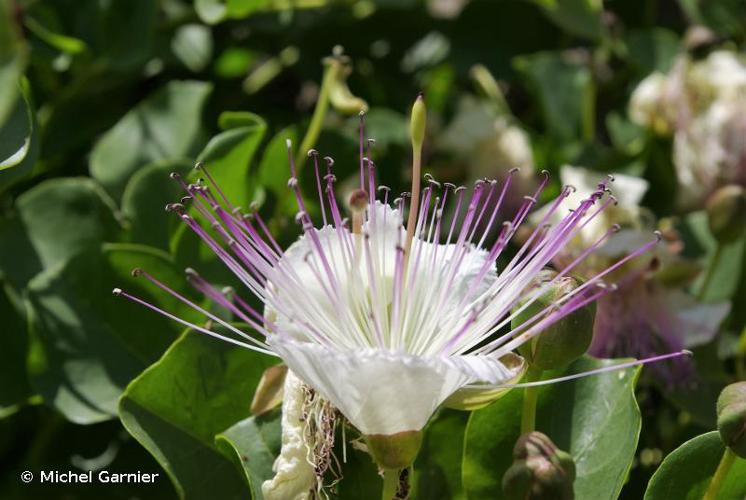 <i>Capparis spinosa</i> L., 1753 © Michel Garnier