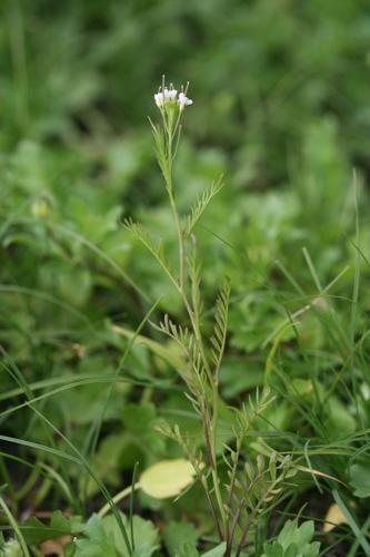 <i>Cardamine parviflora</i> L., 1759 © R. Dupré MNHN/CBNBP