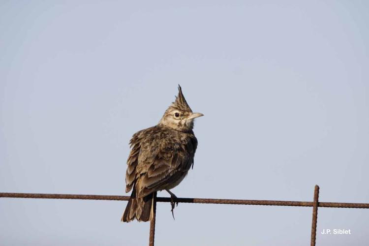 <i>Galerida cristata</i> (Linnaeus, 1758) © J.P. Siblet