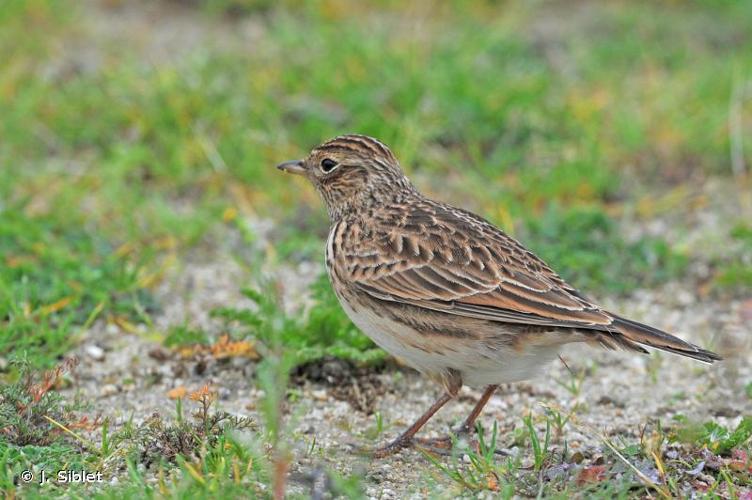 <i>Alauda arvensis</i> Linnaeus, 1758 © J.P. Siblet