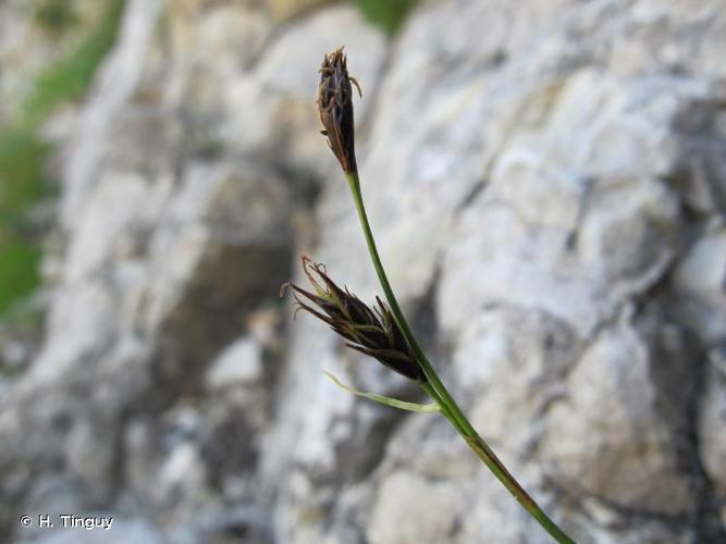 <i>Carex austroalpina</i> Bech., 1939 © H. Tinguy