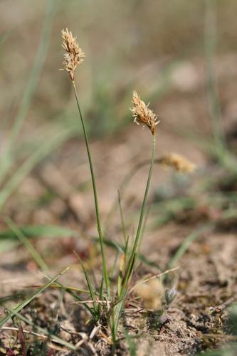 <i>Carex colchica</i> J.Gay, 1838 © R. Dupré MNHN/CBNBP