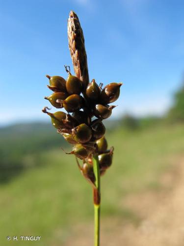 <i>Carex liparocarpos</i> Gaudin, 1804 © H. TINGUY