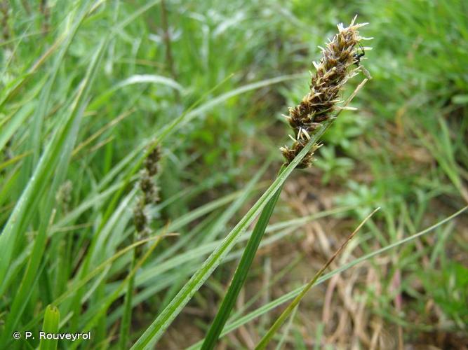 <i>Carex vulpina</i> L., 1753 © P. Rouveyrol