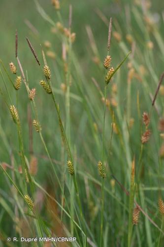<i>Carex </i>x<i> xanthocarpa</i> Degl. ex Loisel., 1828 © R. Dupré MNHN/CBNBP