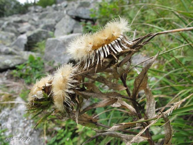 <i>Carlina biebersteinii</i> Bernh. ex Hornem., 1819 © H. Tinguy