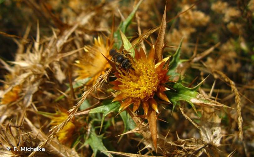 <i>Carlina corymbosa</i> L., 1753 © F. Michalke