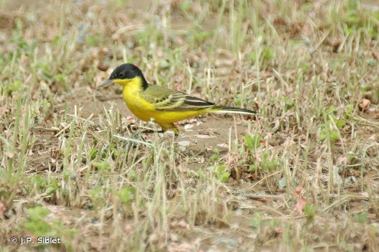 <i>Motacilla flava thunbergi</i> Billeberg, 1829 © J.P. Siblet