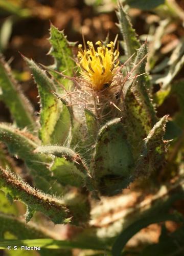 <i>Centaurea benedicta</i> (L.) L., 1763 © S. Filoche