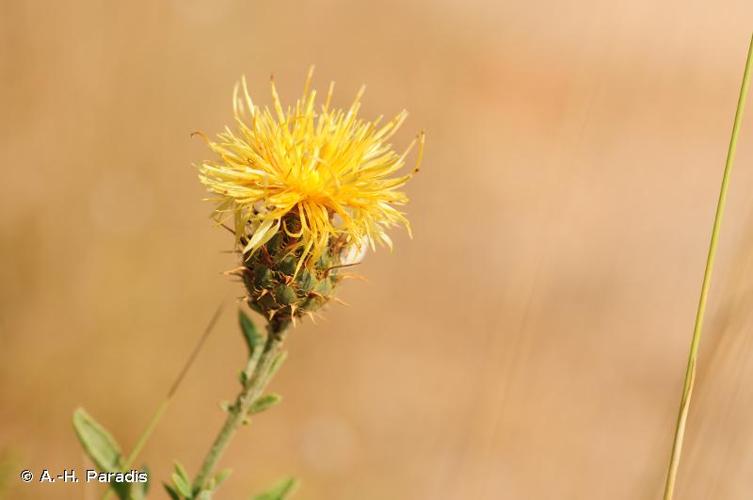 <i>Centaurea collina</i> L., 1753 © A.-H. Paradis