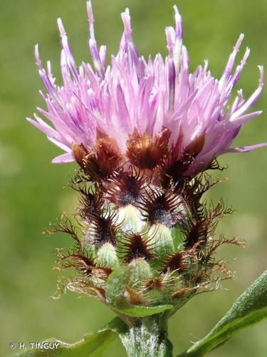 <i>Centaurea nigrescens</i> Willd., 1803 © H. TINGUY